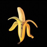 Scientist - The Dandy Warhols