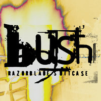 Cold Contagious - Bush