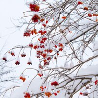 Fa-La-La-La-La - Christmas Classics Collection, Avslappning Sound, Sleep Sound Library