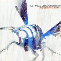 Pobrecito - ALO, ALO (Animal Liberation Orchestra)