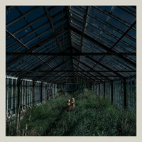 Redwoods - Foxing
