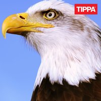 Satutat mua - Tippa
