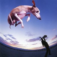 Wrong Man - Paul Gilbert