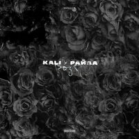 Розы - KALI, Райда