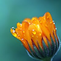 Dripping Nature Anthem - Ambient Music Therapy, White Noise Nature Sounds Baby Sleep, Mindfulness Meditation Music Spa Maestro