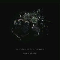 We Forgot - Ayla Nereo