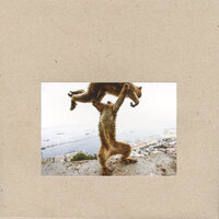 Surveyor - Shellac